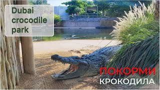 Парки Дубая - Парк крокодилов в Дубае - Абсолютно уникальный опыт - Dubai crocodile park