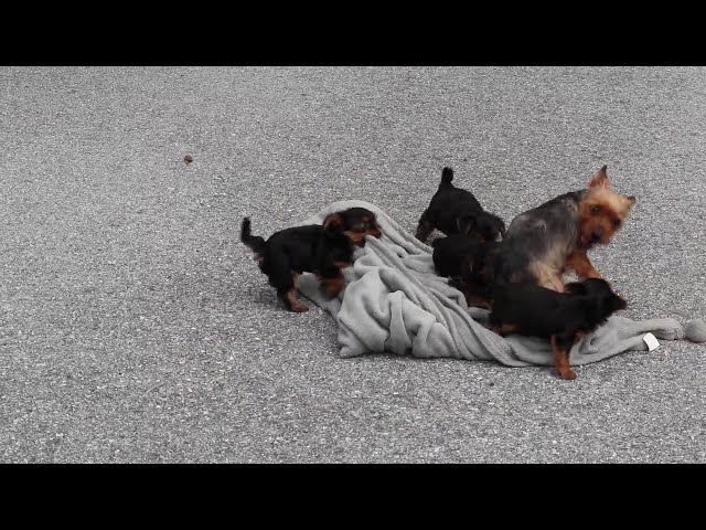 Sonny video thumbnail