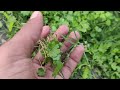 Wild Aquarium Plant Search In India | Native Aquatic Plant