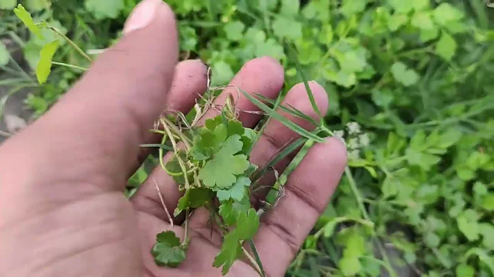 Wild Aquarium Plant Search In India | Native Aquatic Plant