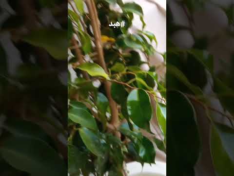 الهبد هبد وسألوا الشجر و ياريته ما قال