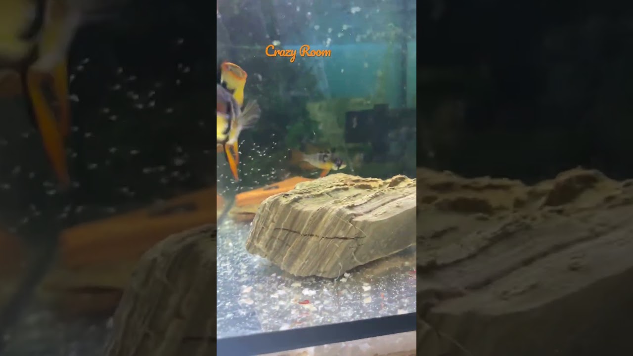 Big Boy Amazing Ramirezi 🫨 