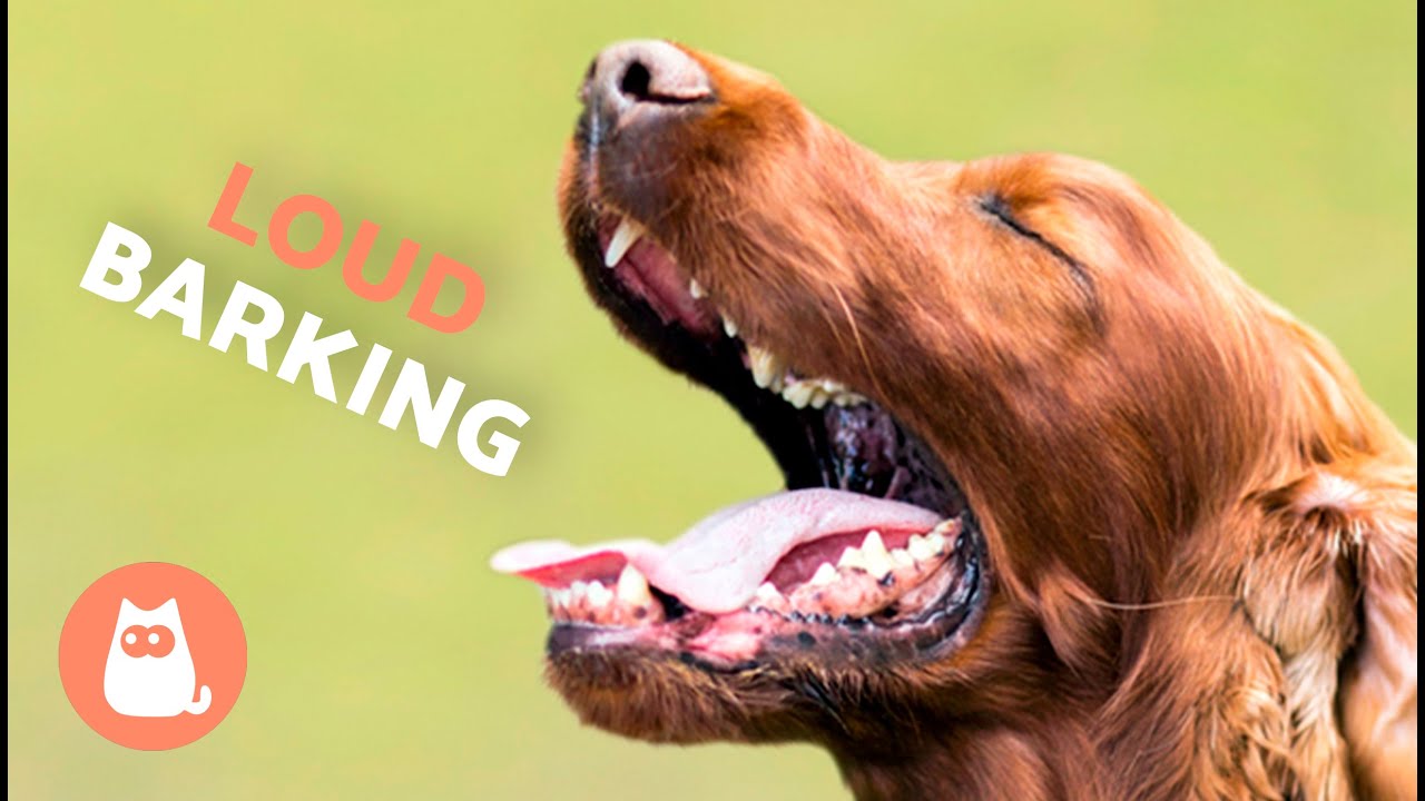 how loud is a barking dog