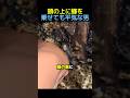 頭の上に蜂を乗せても平気な男🐝 #蜂 #動物 #感動する話