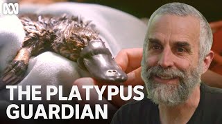 Rescuing the Hobart Rivulet platypus | The Platypus Guardian | ABC TV + iview