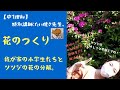 【中1理科】花のつくり 我が家の小学生たちとツツジの花の分解!!ツツジ,今が見頃だね♪