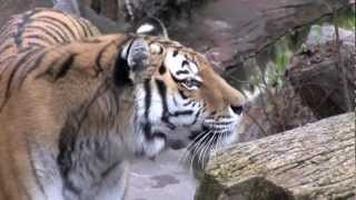 アジアゾーンへ引越し アムールトラのアイ~Amur Tiger