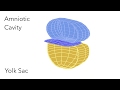 Embryo Folding: Amniotic Cavity & Yolk Sac - Animated Embryology