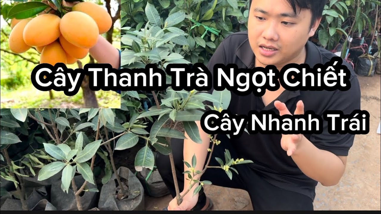 Cây Giống Thanh Trà Ngọt Chiết Dễ Trồng Nhanh Quả - Quả Ngon Ngọt Ăn Thơm Cây Giống Miền Bắc