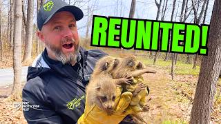 Mother Raccoon and Four Kits Released Back to the Wild with Trapper Tony!