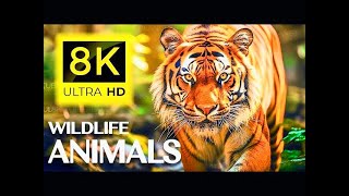 (4K) Breathtaking Colorful Birds of the Rainforest 2 Wildlife Nature Film + Jungle Sounds 90 Minutes