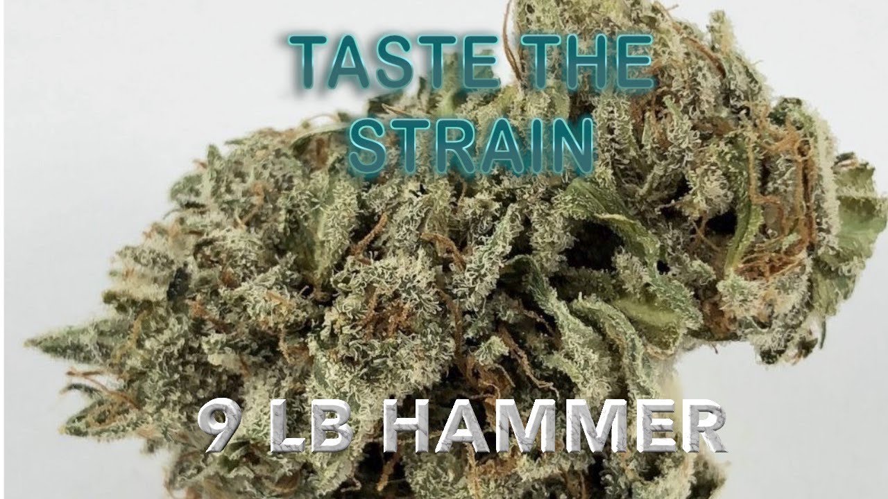 9 LB HAMMER - Taste the Strain