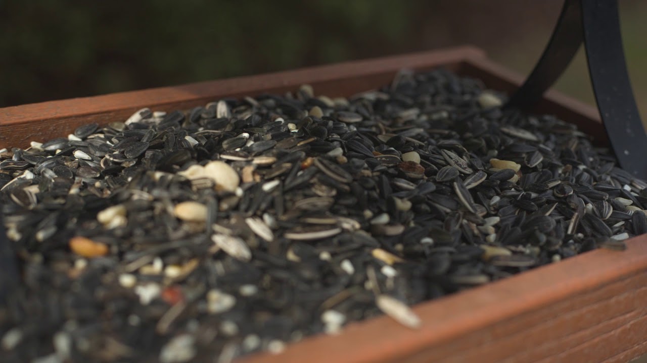 Wild Bird Center's Fly Through Feeder