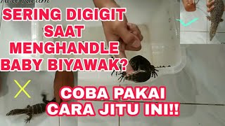 TIPS dan CARA KHUSUS MENGHANDLE VARANUS SALVATOR / BIYAWAK YANG BELUM JINAK CARA MERAWAT BIYAWAK