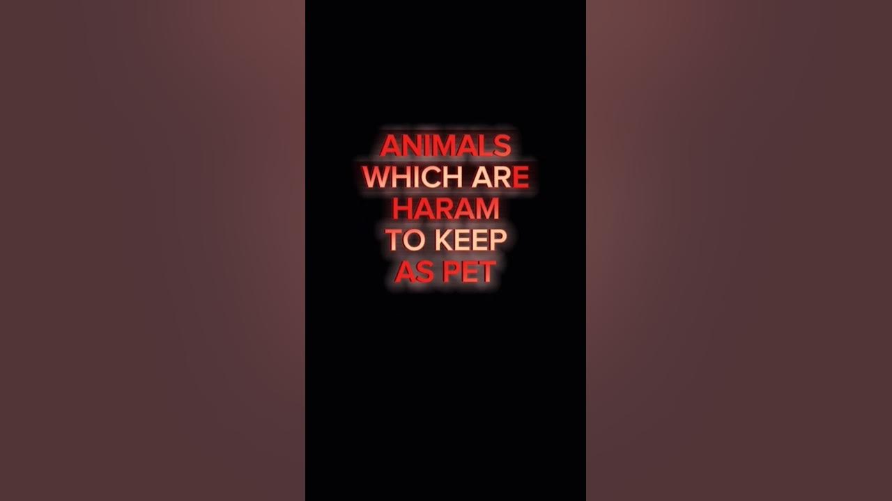 ANIMALS WHICH ARE HARAM TO KEEP AS PET animals haram pets