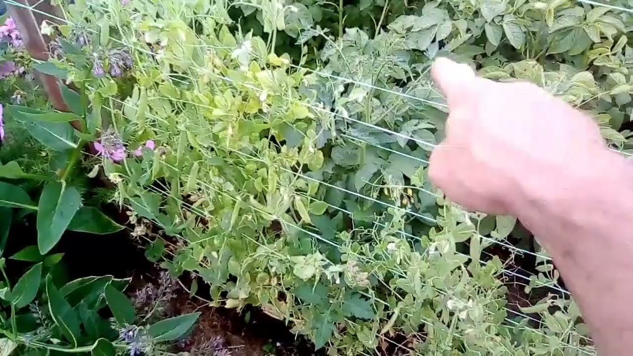 Allotment half tour. Nick the gardener. Part 1