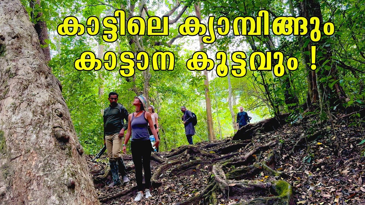 കാടിന് നടുവിൽ ഒരു  രാത്രി കാട്ടാനകൾ ചുറ്റിനും !