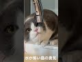 水嫌い猫が蛇口直飲みしたらこうなる笑 #shorts