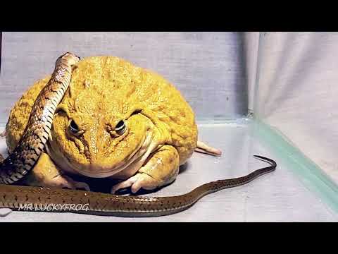 Asian Bullfrog With Snake! Warning Live Feeding