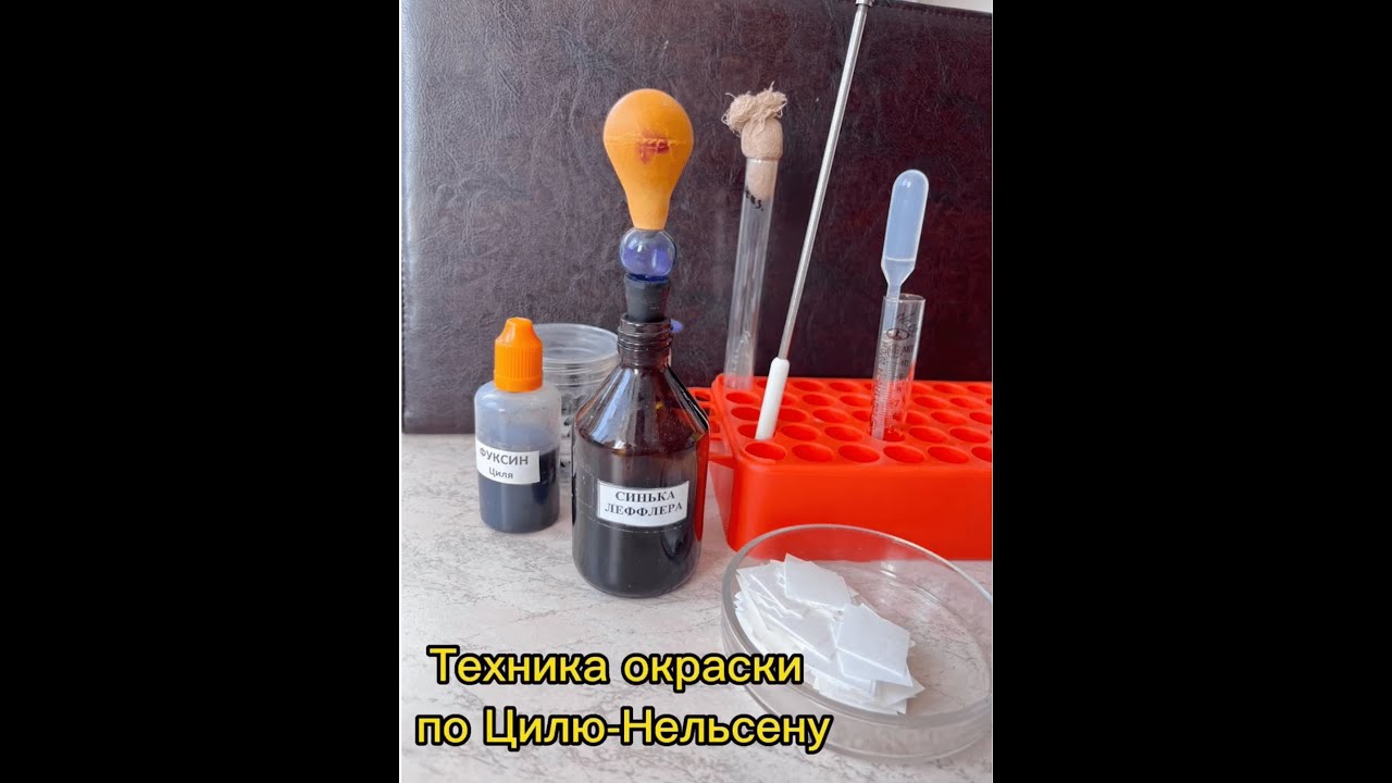 Окраска по Цилю-Нильсену | Микробиология