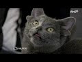 Katze mit vier Ohren findet Zuhause