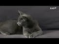 Katze mit vier Ohren findet Zuhause