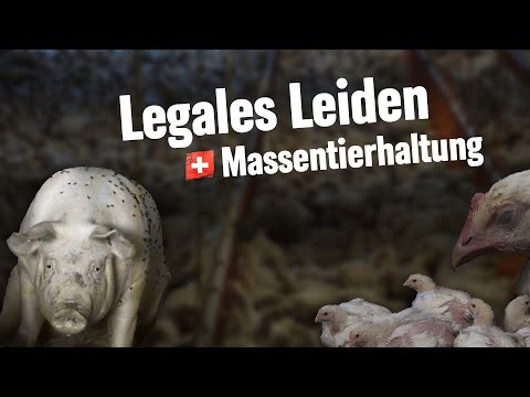 Neus Videomaterial aus der Massentierhaltung in der Schweiz: Legales Leiden