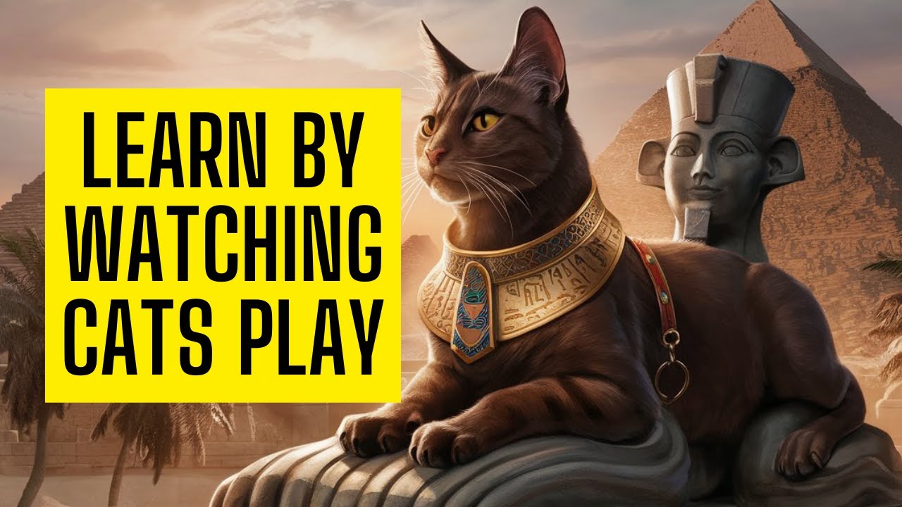 how-watching-cats-can-make-your-mind-stronger-youtube