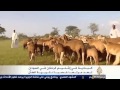 تربية الضأن فى السودان 