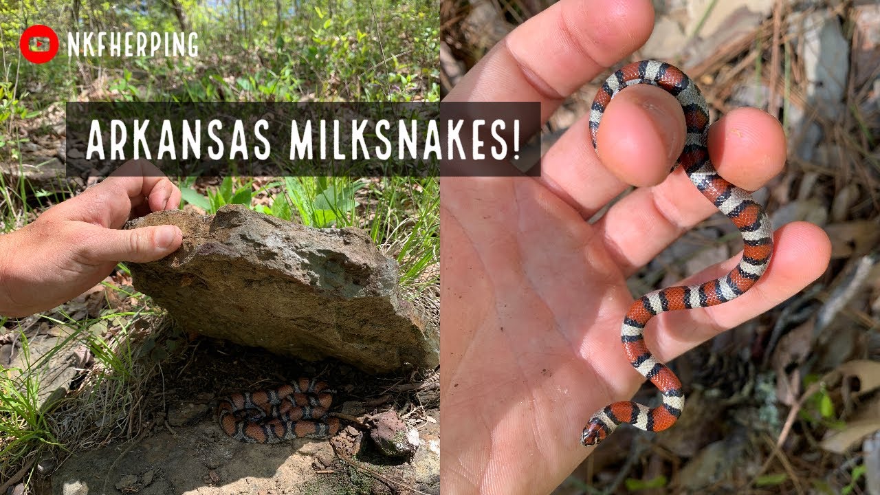Looking for Snakes Under Rocks in Arkansas! Milksnake Mania, Speckled King, and More!