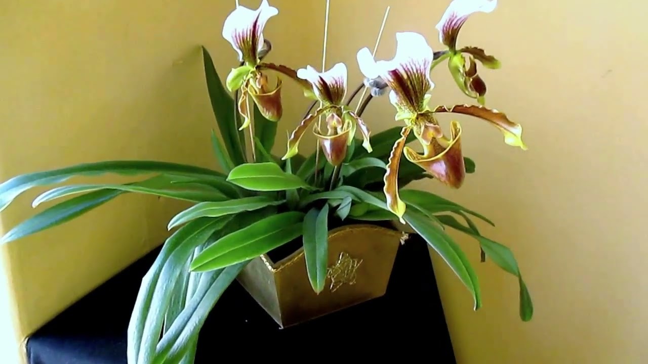 Orquidea Paphiopedilum (