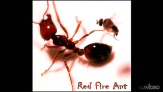 Red Fire Ant - Fletcher Reed