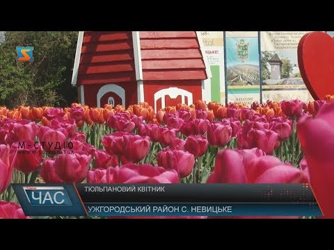 Тюльпановий квітник