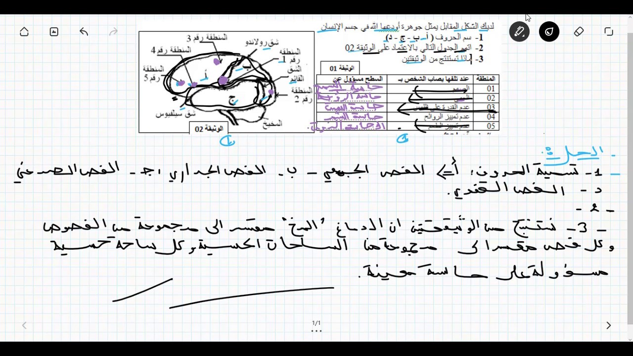 حل تمرين خاص بالاغذية و المغذيات علوم الطبيعة و الحياة للسنة الرابعة متوسط