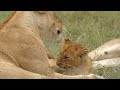 Captivating Moments: Lionesses and Their Adorable Cubs in Masai Mara National Reserve - Kenya
