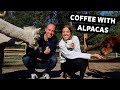 ALPACA FARM to Philly Travel Day