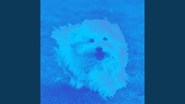 Pulsating Moods for Relaxing Doggy Anthems