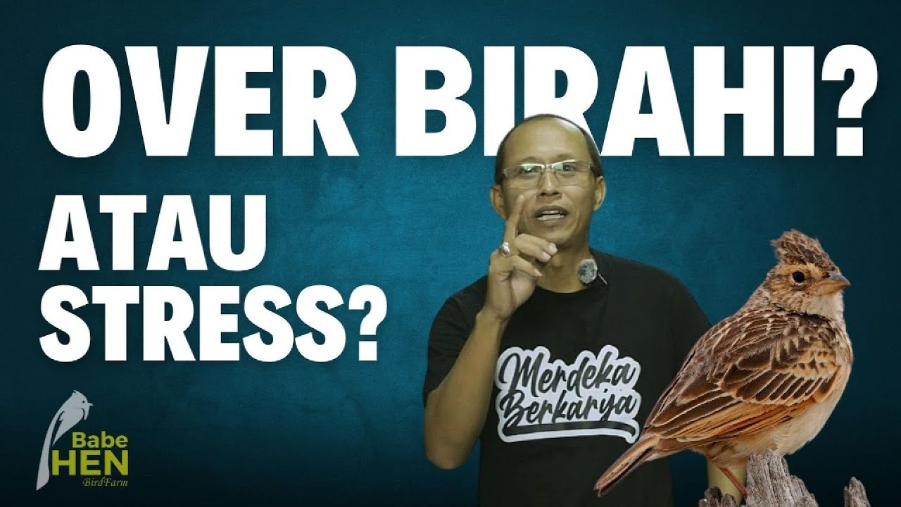 TERNAK BRANJANGAN EPS. 27: SOLUSI BRANJANGAN HANYA MAU NGLEPER DAN NANGKRING TAPI TIDAK BUNYI?