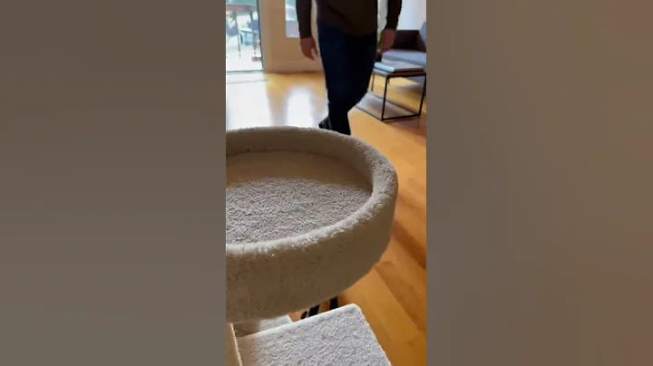 Video 11866401: siamesecats funnycats, siamese cat, funny cat playing