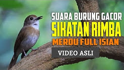 Sikatan Jati Muda Jantan Free Music Download