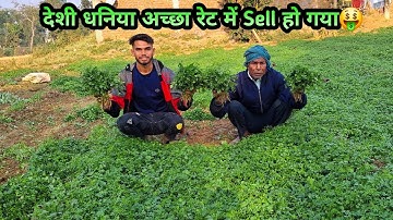 First Harvesting And Selling Of Desi Dhaniya How Much I Earn After Sell?🤑