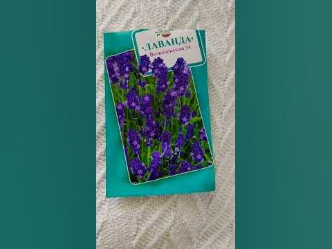 Лаванда из семян - первые всходы Lavender from seeds - the first shoots ...