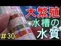 【#30】レッドビーシュリンプが大繁殖している水槽の水質を紹介！【カボチャのビーシュリンプ日記】