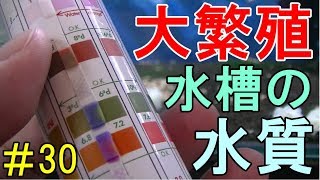 【#30】レッドビーシュリンプが大繁殖している水槽の水質を紹介！【カボチャのビーシュリンプ日記】