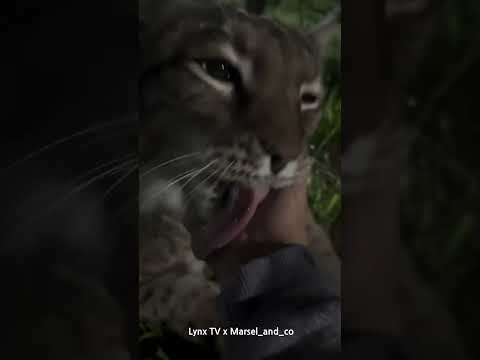 Lynx Marsel Welcomes