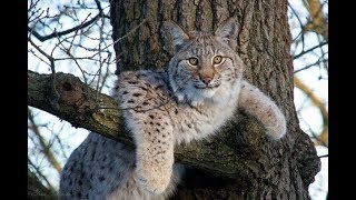 Как Рысь Ловит Зайца | Дикие Кошки #Охотятся Как Рысь Ловит Зайца | Дикие Кошки #Охотятся