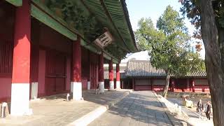 1081105成均館的銀杏樹(2)