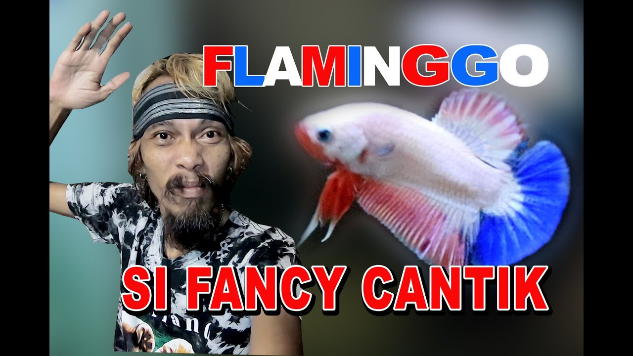 FLAMINGGO SI FANCY YANG CANTIK