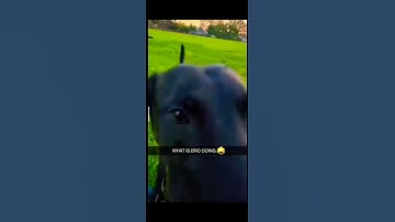 #memes #subscribe #edit #shorts #goofyahh #dog #comment