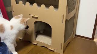 Cats fight for cardboard castle | Trouble vs Scamp in a clash for a castle